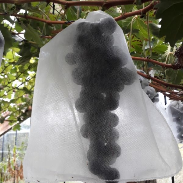 Fruithoezen Botra