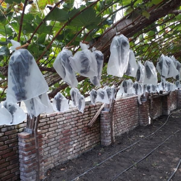 Fruithoezen druiven Botra