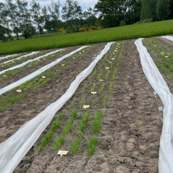 Crop cover klimaatdoek voor jonge gewassen